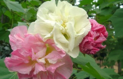 <strong>三醉芙蓉澆水次數和頻率怎麼控製 ？</strong>