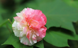 <strong>三醉芙蓉對生長環境有什麼要求 ?</strong>