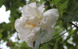 <strong>三醉芙蓉對土壤和溫度有什麼要求 ?</strong>