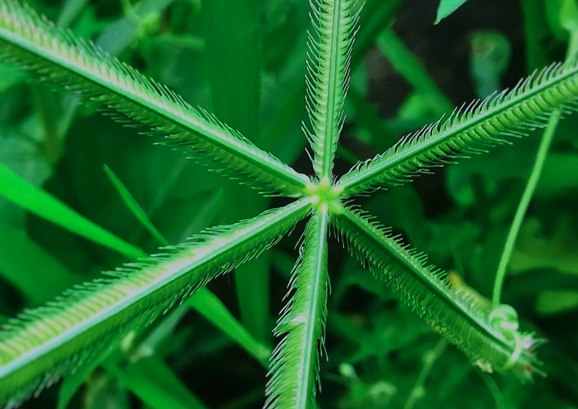 貧瘠地區怎麼提高百喜草繁殖速度？