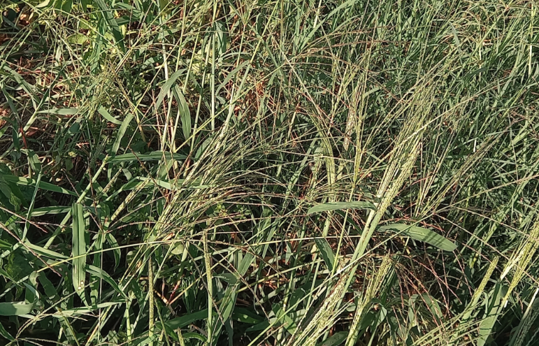 馬唐幹草料的飼喂價值怎麼樣？
