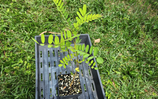 紫穗槐的生態習性介紹?