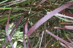 <strong>象草對生長環境有什麼要求？</strong>
