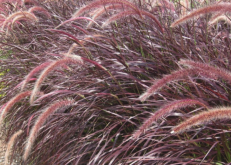 <strong>象草的營養價值怎麼樣？</strong>