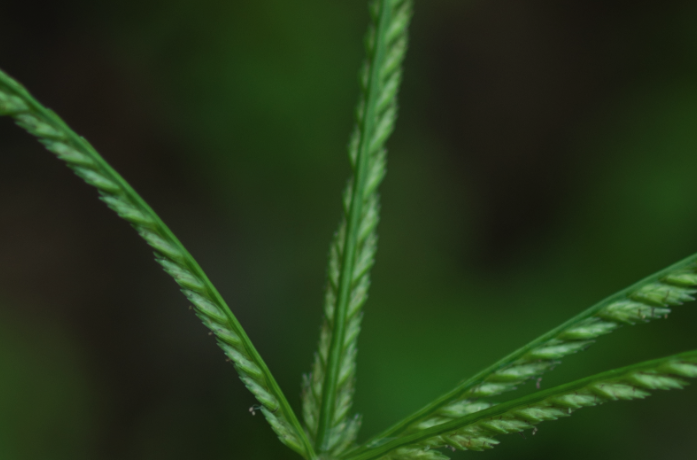 牛筋草的營養價值怎麼樣？