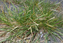<strong>牧草土壤怎麼防止雜草？</strong>