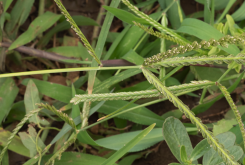 <strong>越南妹_牛筋草怎麼處理可以食用</strong>