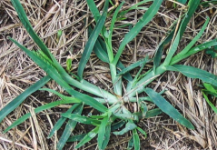 <strong>牛筋草的耐旱性和耐寒性怎麼樣?</strong>