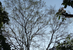 <strong>箭毒木嫁接時候怎麼注意防護？</strong>