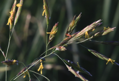 <strong>無芒雀麥為什麼是優質飼草？</strong>
