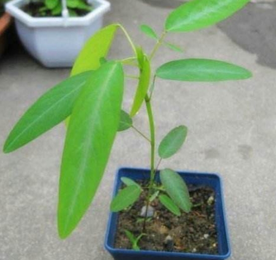 跳舞草怎麼種：播種在一年四季都可以進行，在3-6月最好