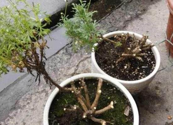 瑪格麗特花後怎麼修剪，需將殘花和木質化枝條適當剪掉