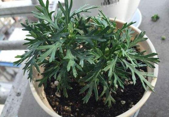 瑪格麗特花後怎麼修剪，需將殘花和木質化枝條適當剪掉