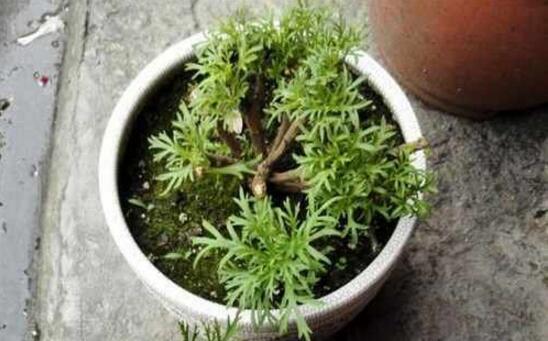 瑪格麗特花後怎麼修剪，需將殘花和木質化枝條適當剪掉