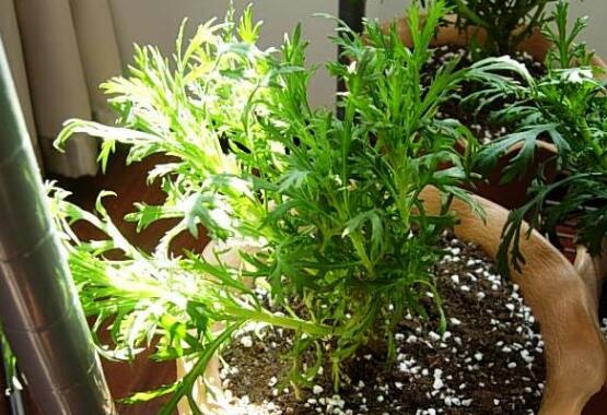 瑪格麗特花後怎麼修剪，需將殘花和木質化枝條適當剪掉
