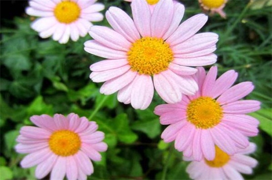 瑪格麗特花能活幾年,養護得當可活多年