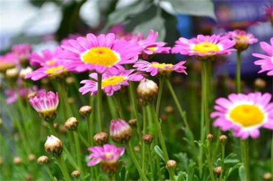 瑪格麗特花能活幾年,養護得當可活多年