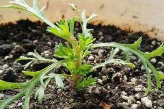瑪格麗特打頂圖解,4個步驟打頂瑪格麗特