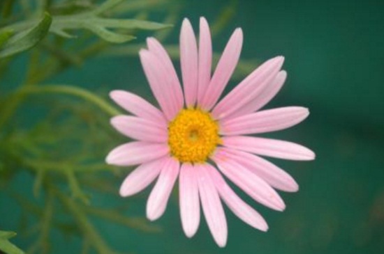 瑪格麗特不開花，施加磷鉀肥並去除頂芽