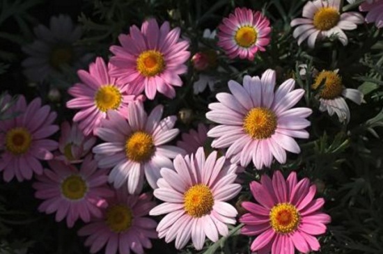 瑪格麗特不開花，施加磷鉀肥並去除頂芽