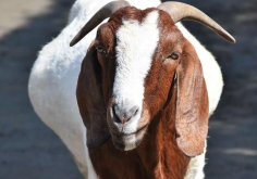 <strong>成年綿羊每天對青飼料的需求量怎麼樣？</strong>
