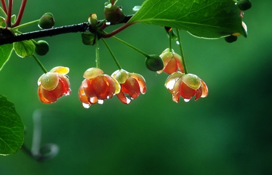 染發草/五倍子的介紹：有染色、解毒、消炎、抗菌之功能