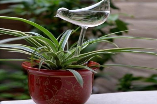 空氣草怎麼養