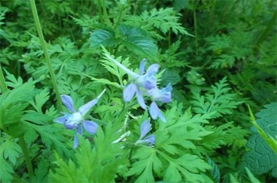 還亮草什麼時候開花,花期大概在3~5月