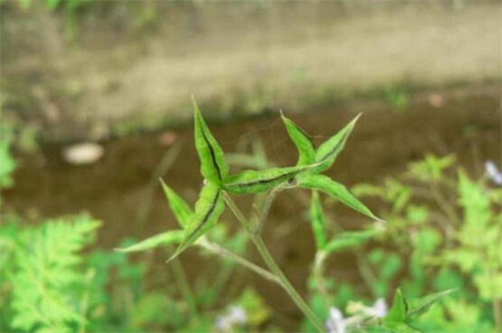 還亮草什麼時候開花,花期大概在3~5月