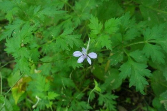 還亮草什麼時候開花,花期大概在3~5月