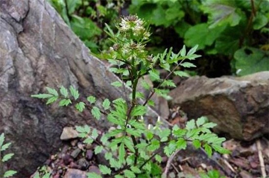 還亮草什麼時候開花,花期大概在3~5月