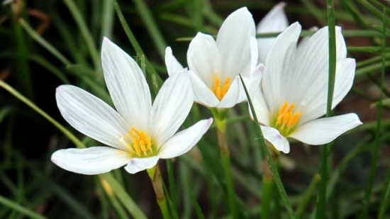 蔥蓮的花期，蔥蓮什麼時候開花