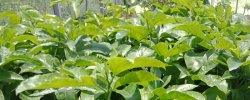<b>百香果是單子葉植物還是雙子葉植物</b>