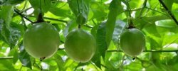 <b>百香果幾月份開花結果</b>