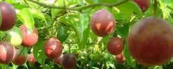 <b>百香果籽的播種方法</b>