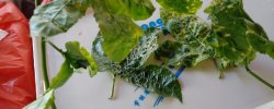 <b>百香果掉葉子是什麼問題</b>