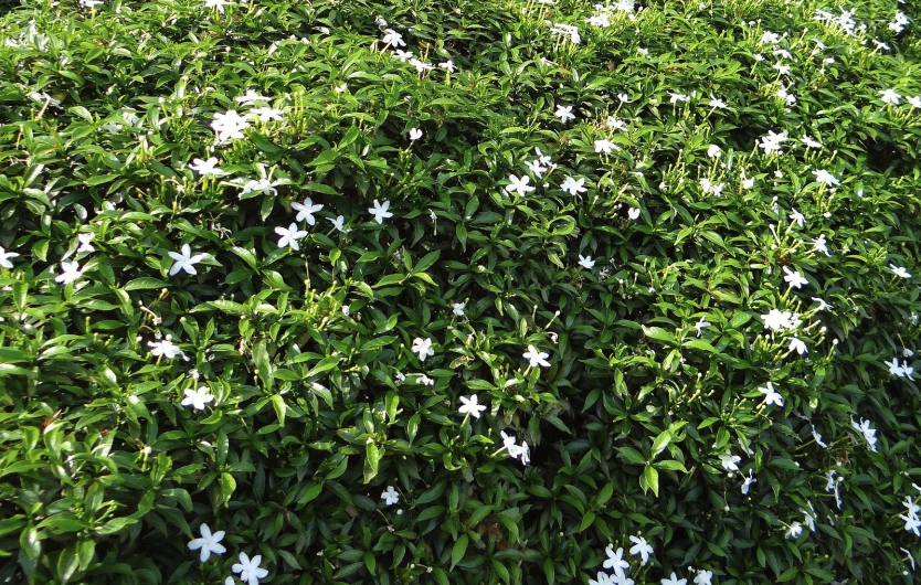 山馬茶是什麼花卉，分布在哪些地區?