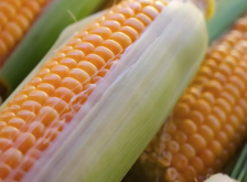 <strong>夏玉米為什麼不能晚播種？</strong>