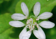<strong>鵝腸菜的營養價值怎麼樣？</strong>
