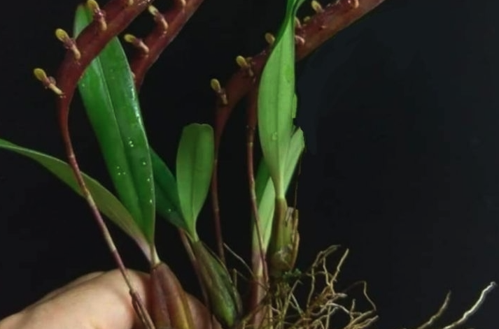 紅果金栗蘭怎麼進行分株？