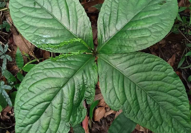 紅果金栗蘭怎麼進行分株？