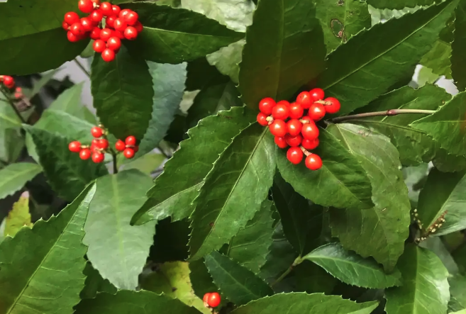 紅果金栗蘭怎麼收集種子和保存？