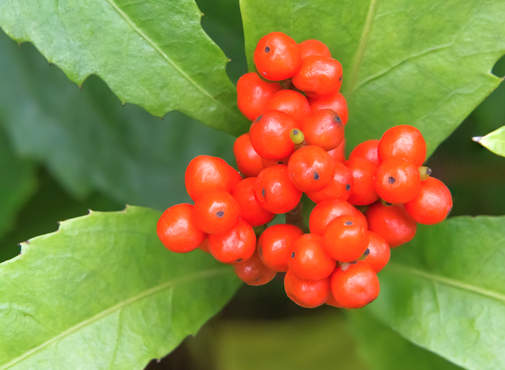 紅果金栗蘭適宜什麼溫度？