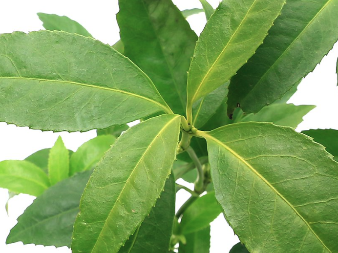 紅果金栗蘭對生長環境有什麼要求？