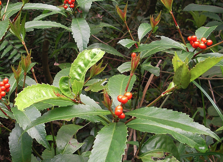 紅果金栗蘭對生長環境有什麼要求？