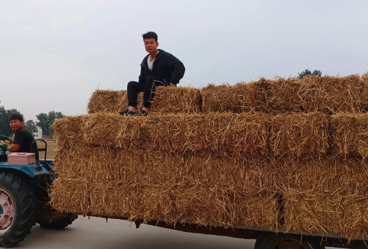 秸稈氨化是怎麼進行處理的？