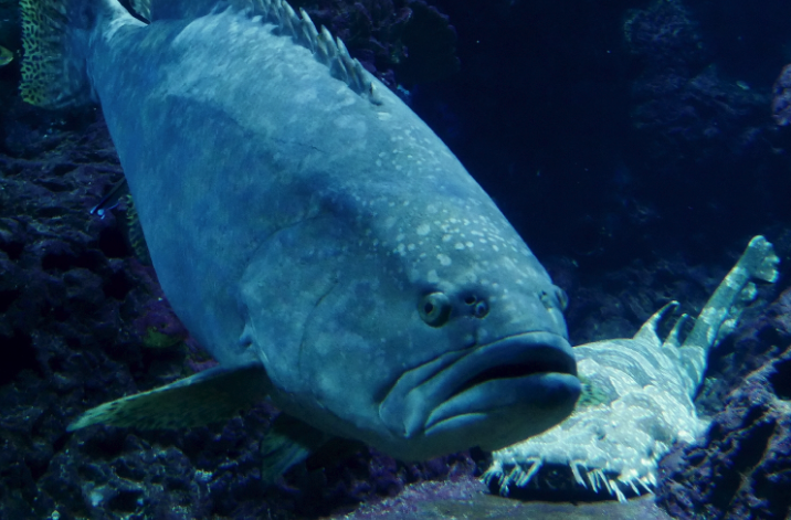 鞍帶石斑魚有什麼天敵？