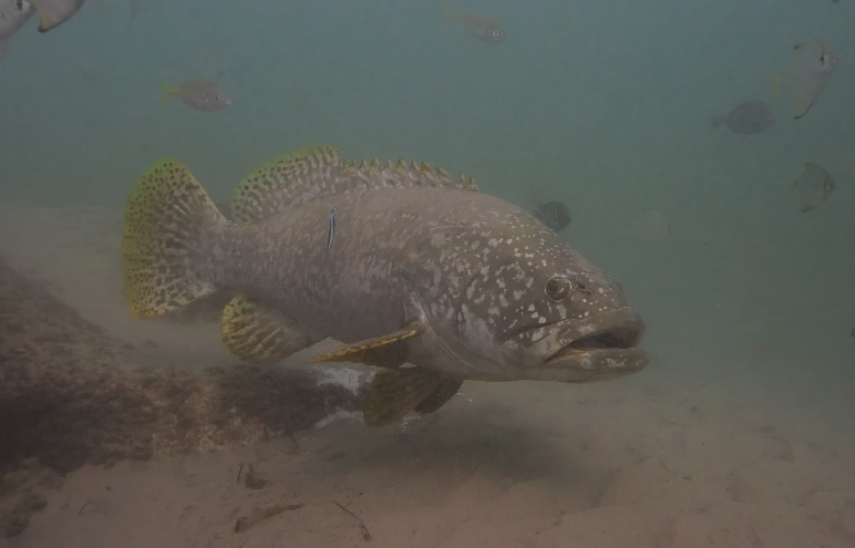 鞍帶石斑魚對什麼餌料感興趣？