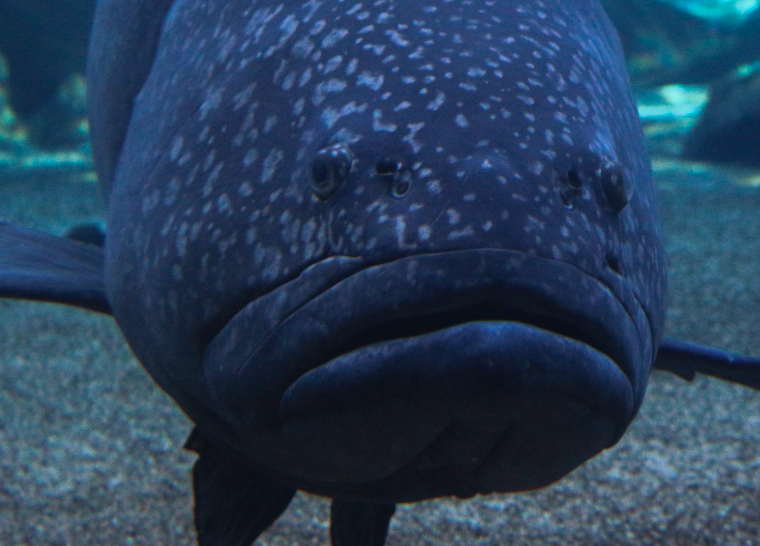 鞍帶石斑魚對什麼餌料感興趣？