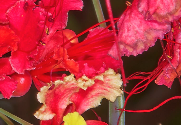 紅蝴蝶是什麼花卉，有什麼形態特點？
